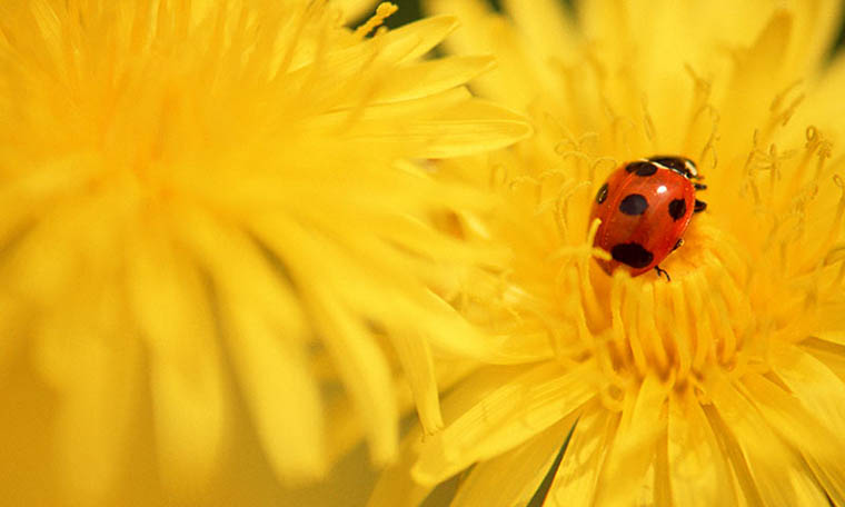 Alergija na polen – Homeopatski pristup